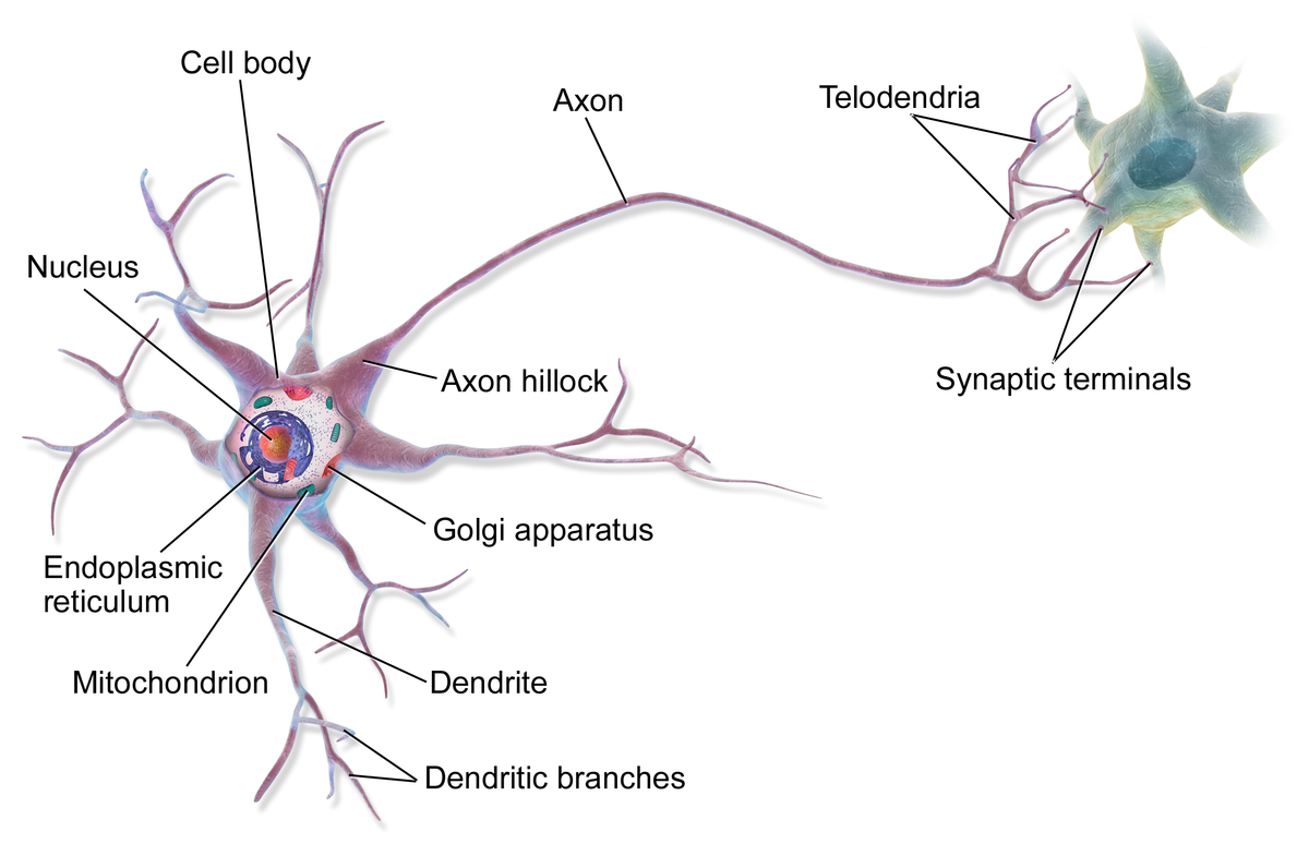 The structure of a biological neuron is composed of several key parts:…