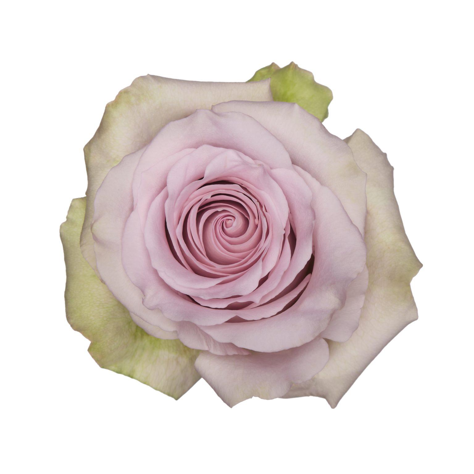 Garden Roses