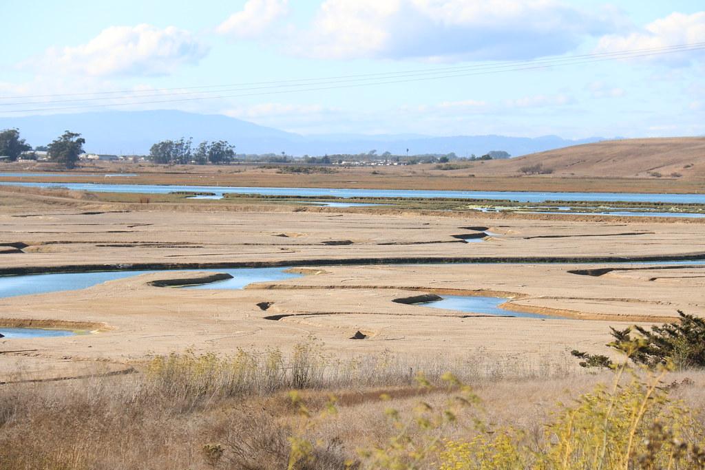 Why Humane Wildlife Control Matters in Urban Environments