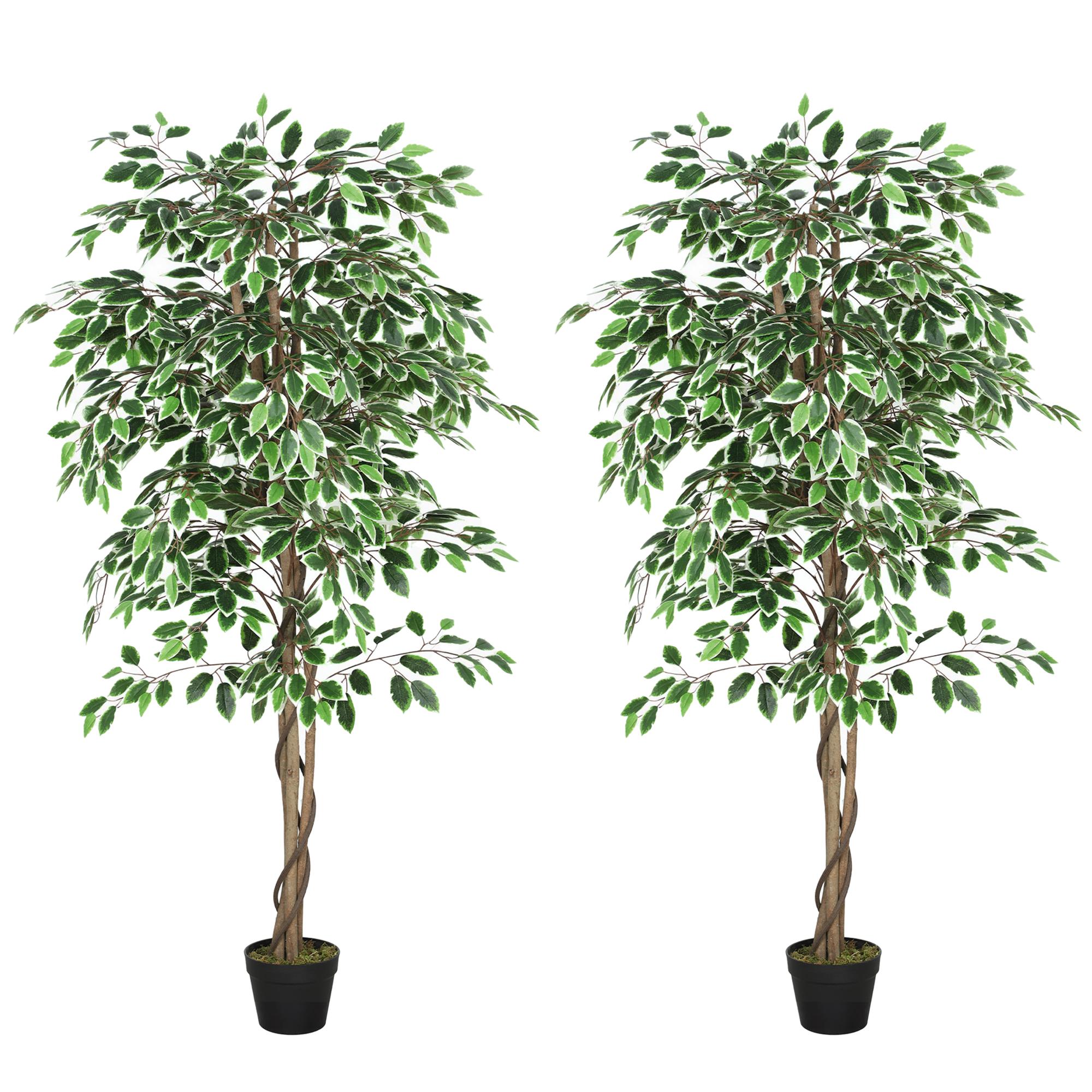5.3ft Green Ficus Trees with Pre-Potted Nursery Pots